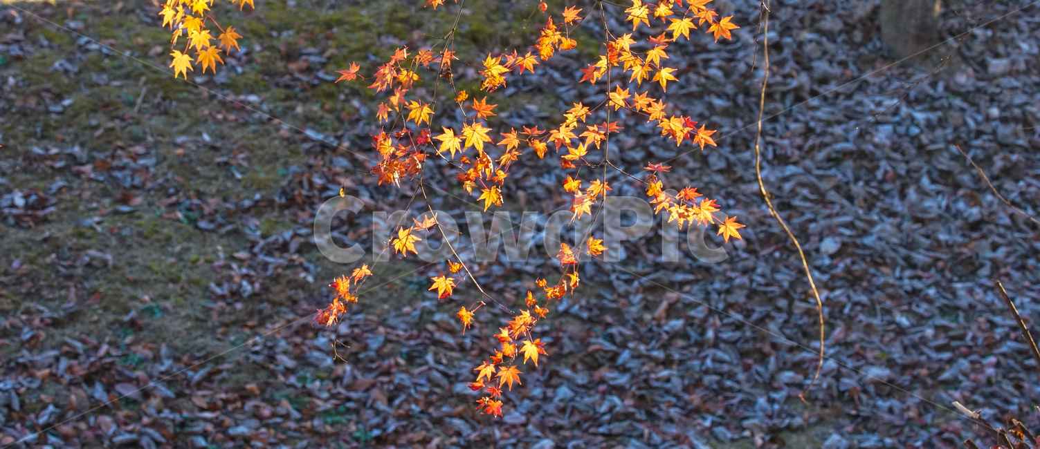 단풍,자연,식물,가을,계절,감성,가을,계절,fall,autumn,season,식물,자연,plants,nature,leaf,잎,plant,tree,나무,ground,바닥,maple