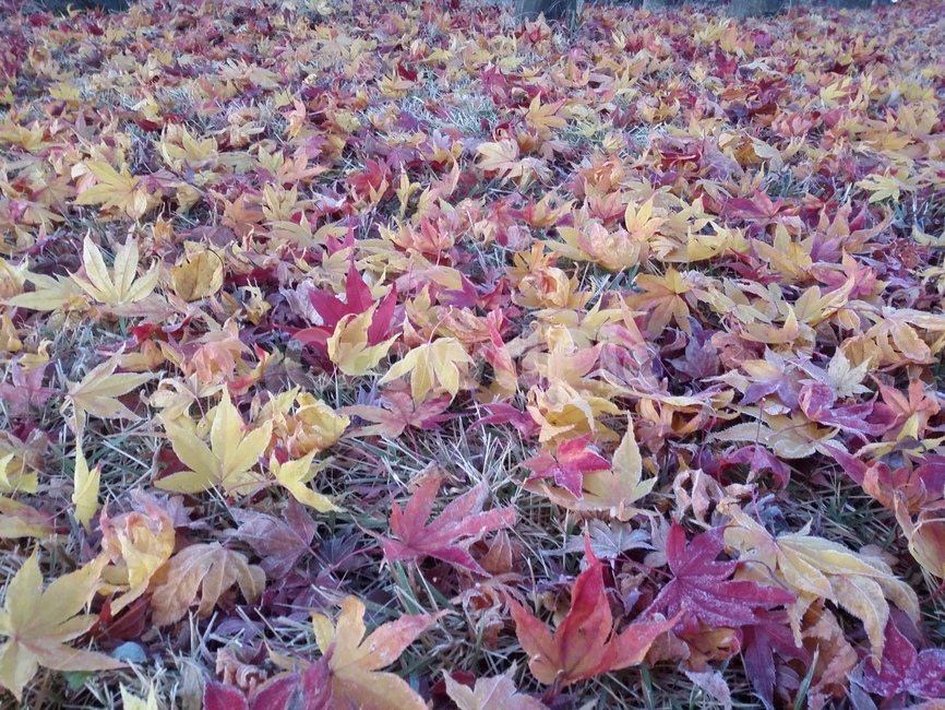 자연,leaf,잎,plant,식물,단풍,낙엽,가을,계절,fall,autumn,season,식물,자연,plants,nature