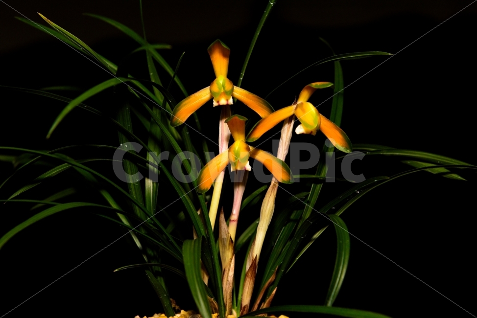 난,춘란,춘난,난꽃,꽃,식물,식물,자연,plants,nature,꽃,flower