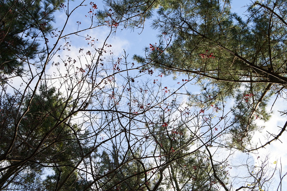 하늘,sky,나무,겨울,tree,winter,자연,풍경,nature,landscape,plant,식물