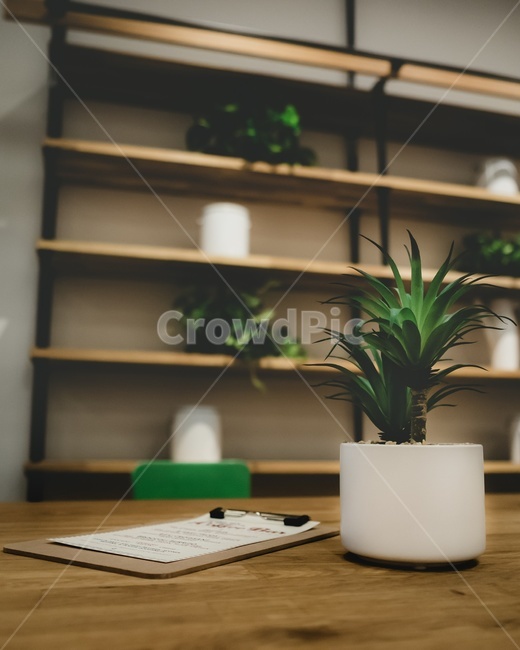 카페,화분,화초,인테리어,오피스,실내용화초,화분,화초,house plant