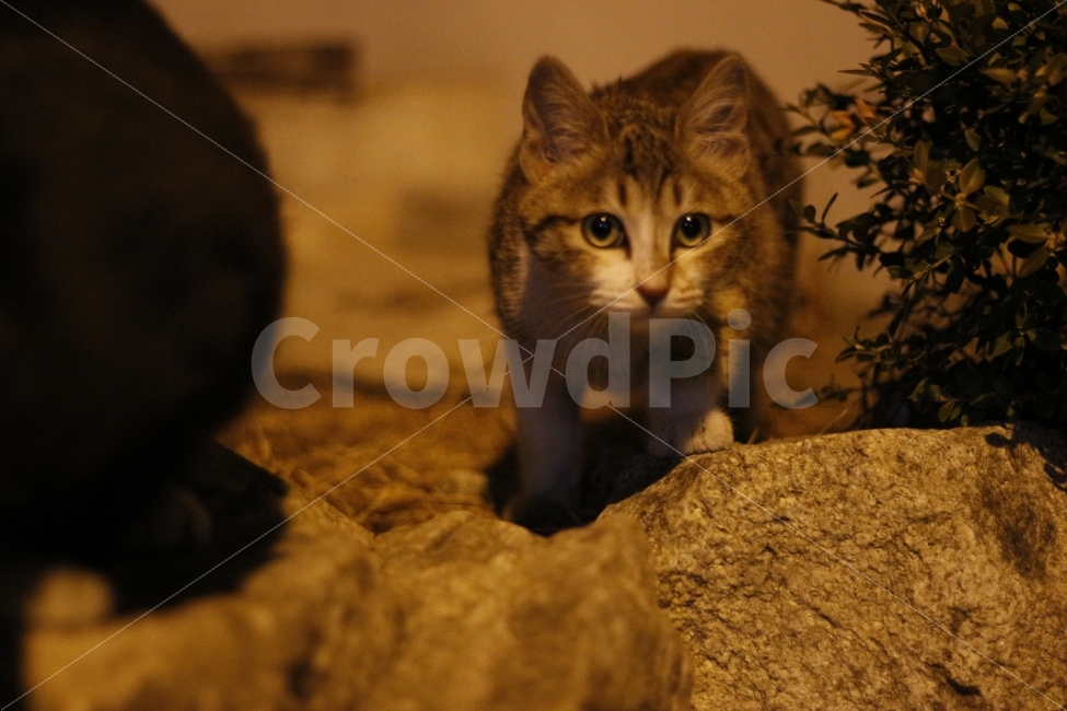 고양이,반려동물,유기묘,길냥이,애완동물,cat,pet,kitten,아기고양이,코숏,코리안숏헤어,동물,animal,캣맘,캣대디,동물,animal,고양이,cat,kitten,kitty,포유류,mammal