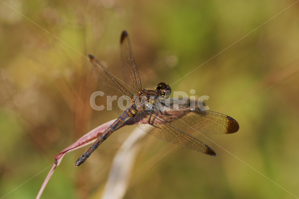 잠자리,곤충,가을,곤충사진,잠자리사진,동물,animal,곤충,벌레,insect,bug