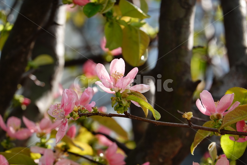 봄,계절,모과꽃,꽃,식물,자연,분홍,빛,나뭇잎,초록,flower,season,spring,nature,식물,자연,plants,nature,꽃,flower