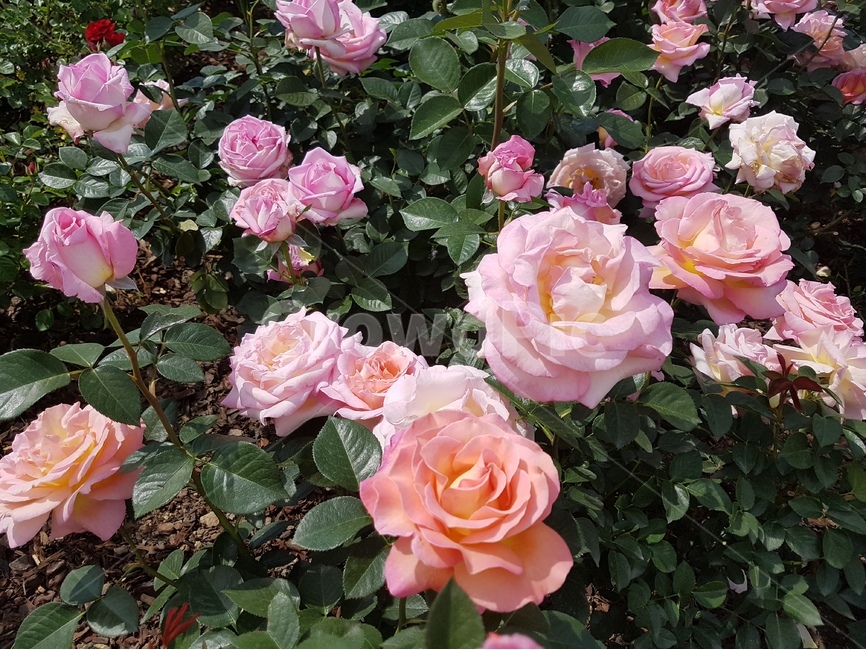 장미,꽃,장미꽃,축제,꽃밭,식물,자연,plants,nature,꽃,flower