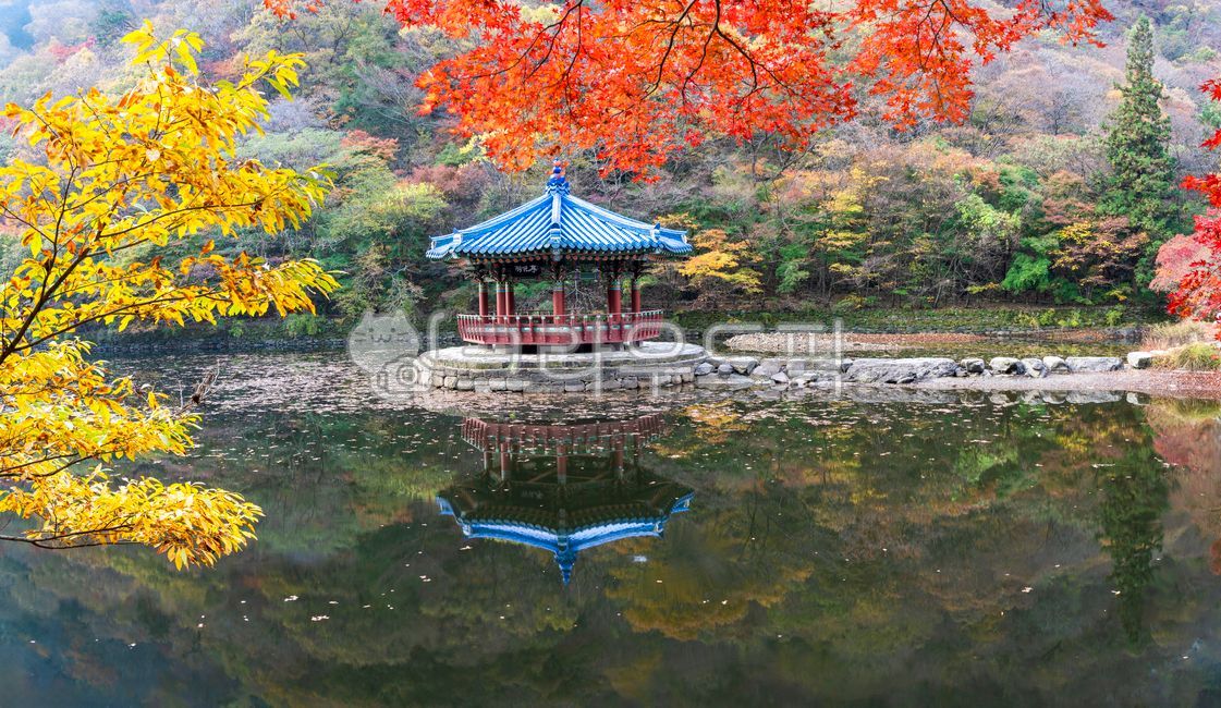 A national park,forest,Naejangsan Mountain,reflection,octagonal pavilion,tree,sperm,sweet season,water,Maple leaf,fallen leaves,Uhwajeong,Valley,Maple tree,valley,autumn mountain,lake,park,Maple,Fog