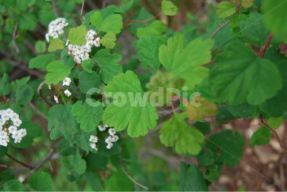 식물,꽃,봄,자연,산,식물,자연,plants,nature,꽃,flower