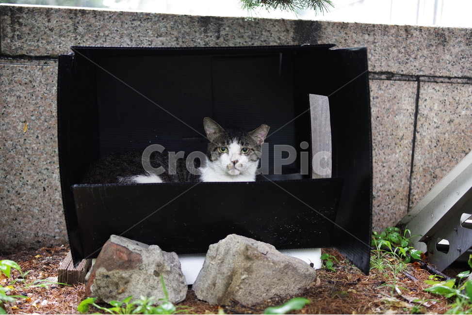 고양이,길고양이,길냥이,동물,야생동물,야생,자연,생물,귀여움,포유류,생명,애완동물,cat,kitty,kitten,cute,lovely,adorable,pet,animal,wild,wildlife,wildanimal,street,streetcat,stray,straycat,동물,animal,포유류,mammal,고양이,cat,kitten,kitty