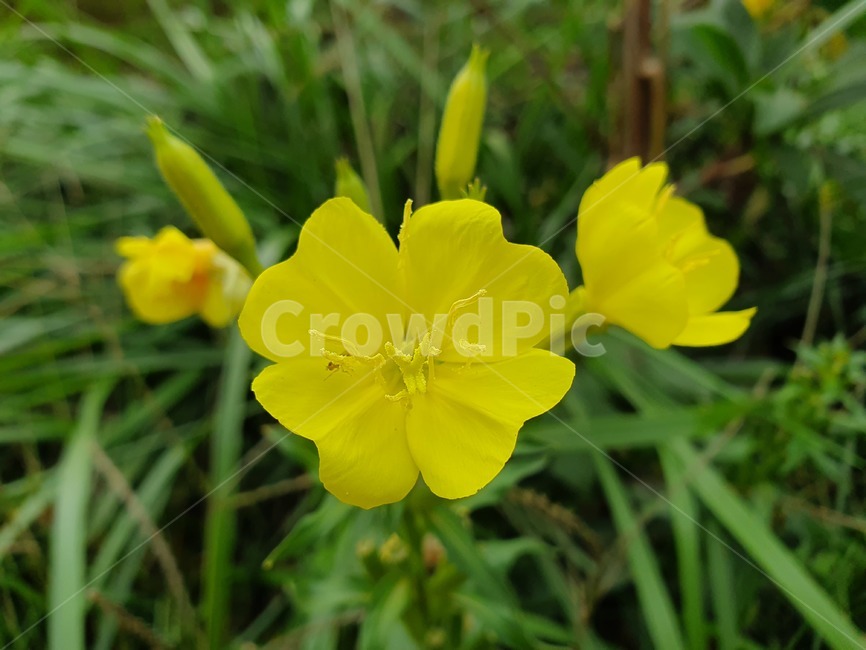 plant,식물,blossom,꽃,flower,geranium,노란색,식물,자연,plants,nature,꽃,flower