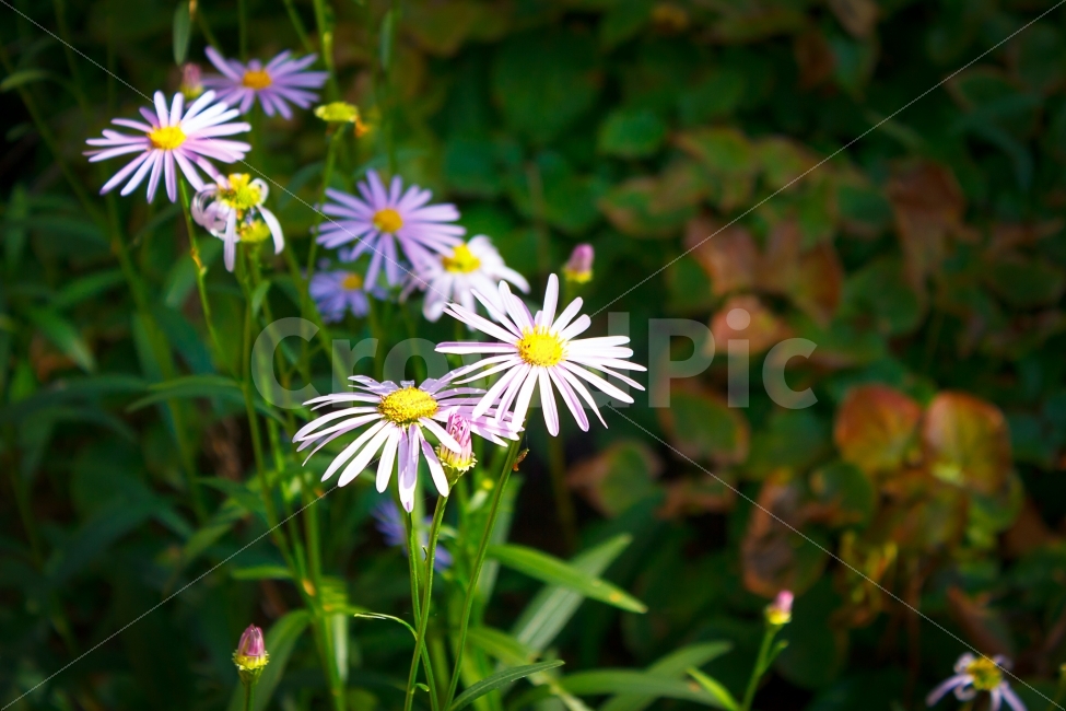 꽃,해국,야생화,꽃사진,야생,식물,자연,plants,nature,꽃,flower