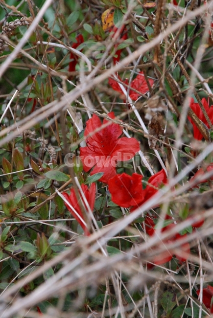 자연,식물,꽃,빨간꽃,철쭉,식물,자연,plants,nature,꽃,flower