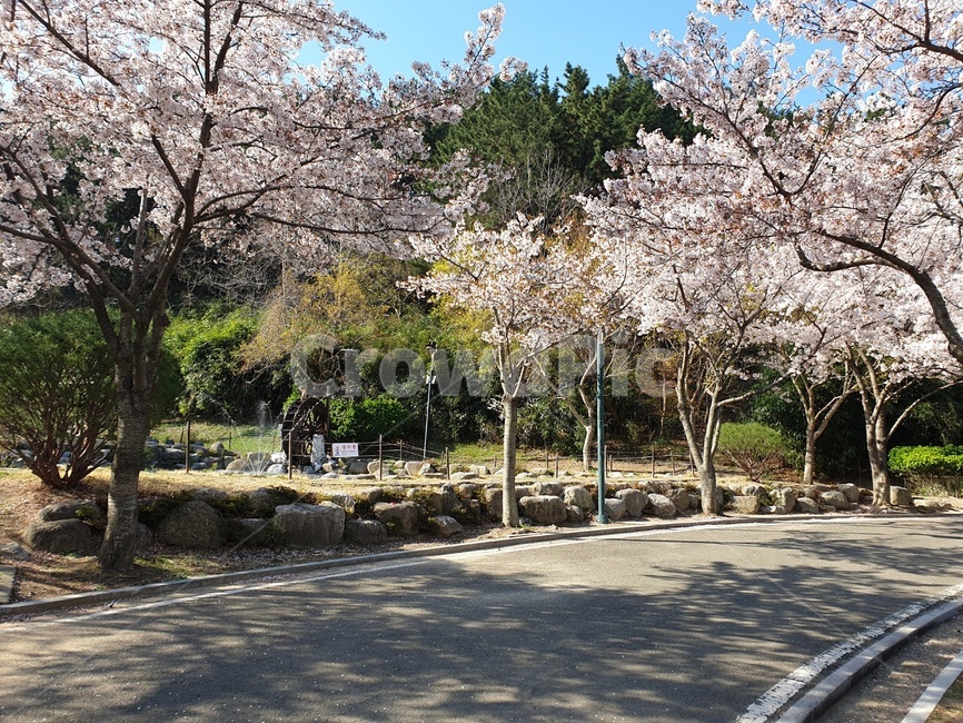 봄,만개,벚꽃,벚꽃길,환호공원,spring,blossom,봄,계절,spring,season,plant,식물,flower,꽃,cherry blossom
