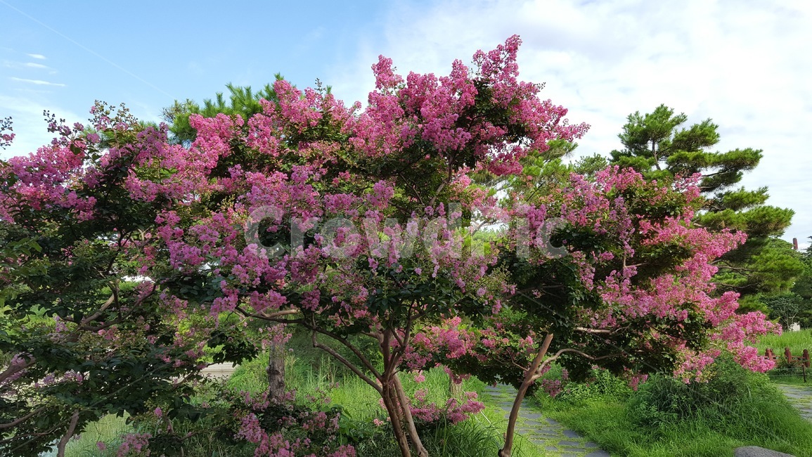 plant,식물,나무,봄,산책로