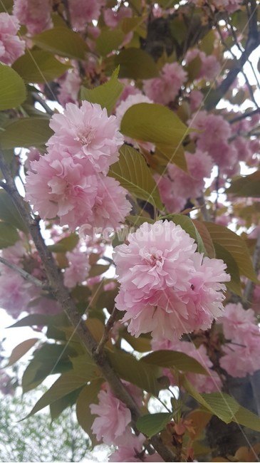 불국사,벚꽃,겹벚꽃,왕벚꽃,봄,자연,나무,봄꽃,힐링,산책