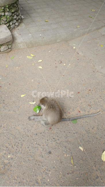 원숭이,수박,수박먹는원숭이,애기원숭이,원숭이뒷모습