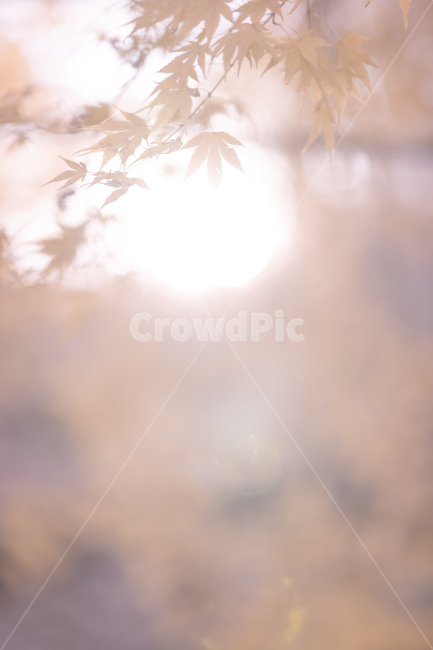 단풍,가을,잎,plant,식물,tree,나무,leaf,가을,계절,fall,autumn,season
