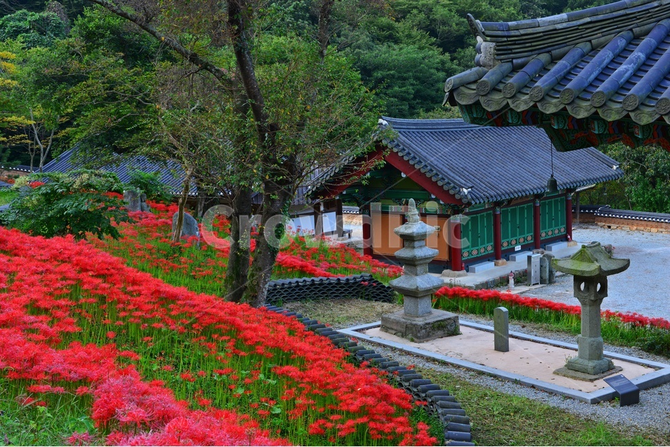 nature,자연,scenery,풍경,outdoors,옥외,landscape,경치,함평,용천사,사적지,문화재,꽃무릇,상사화,사찰,절,불교