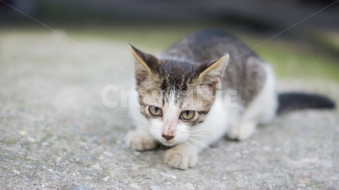 고양이,길고양이,고양이새끼,새끼고양이,포유류,동물,반려동물,애완동물,cat,pet,animal,mammal,kitten,kitty,동물,animal,포유류,mammal,고양이,cat,kitten,kitty
