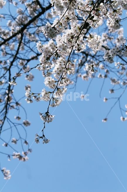 flower,blossom,plant,꽃,식물