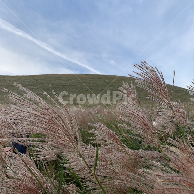 갈대,오름,제주도,새별오름,자연,식물,자연,plants,nature