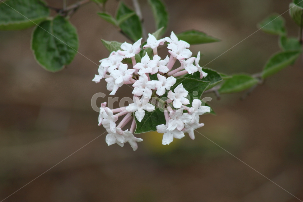 분꽃나무,꽃,봄,분화목,koreanspiceviburnum