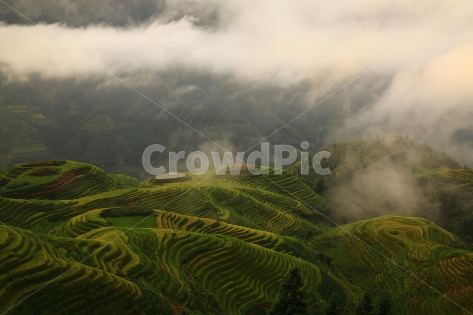 nature,자연,outdoors,옥외,countryside,field,들,hill,언덕,중국,계림,용척,용척다랭이논,다랭이논,다락논,농업,농경지,경작,농사,중국비경,경치,경관,풍경,운해,용척제전아침