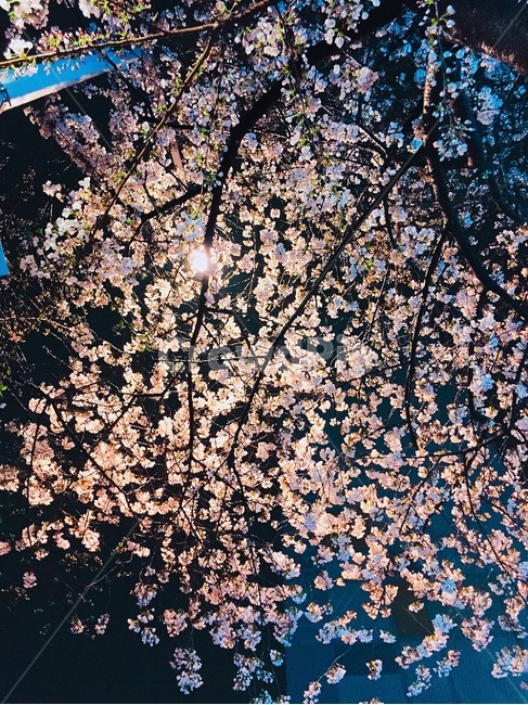 벚꽃,달빛,봄,밤,달,불빛
