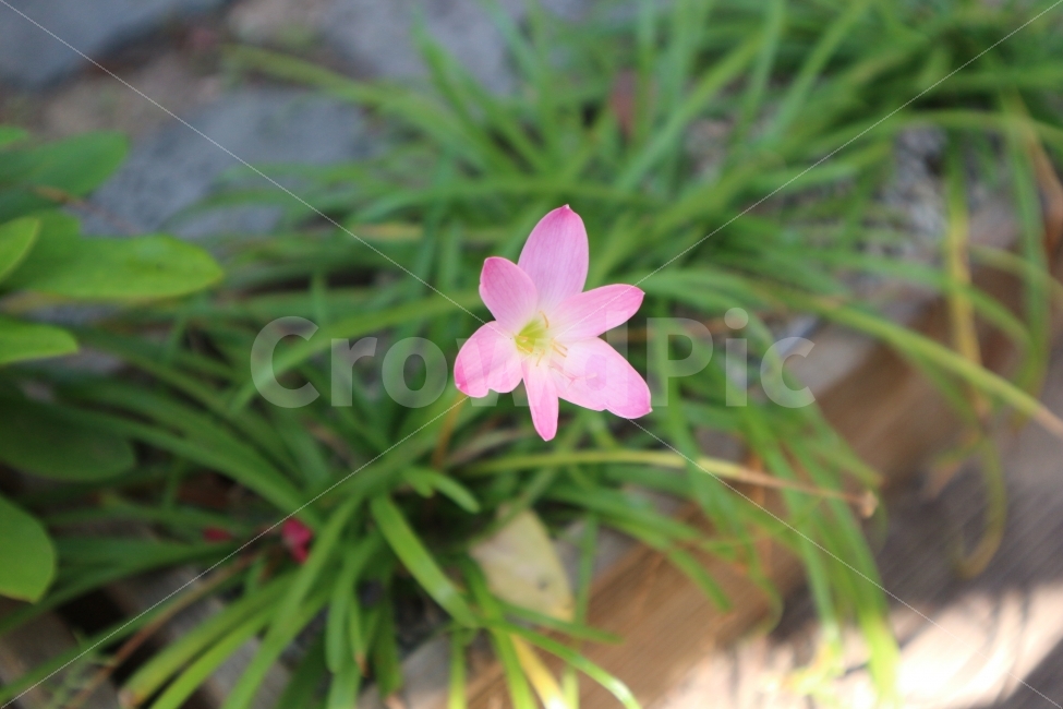 꽃,핑크,분홍,봄,여름,가을,식물,자연,Flower,Pink,봄,계절,spring,season,식물,자연,plants,nature,꽃,flower,plant,blossom,geranium,제라늄