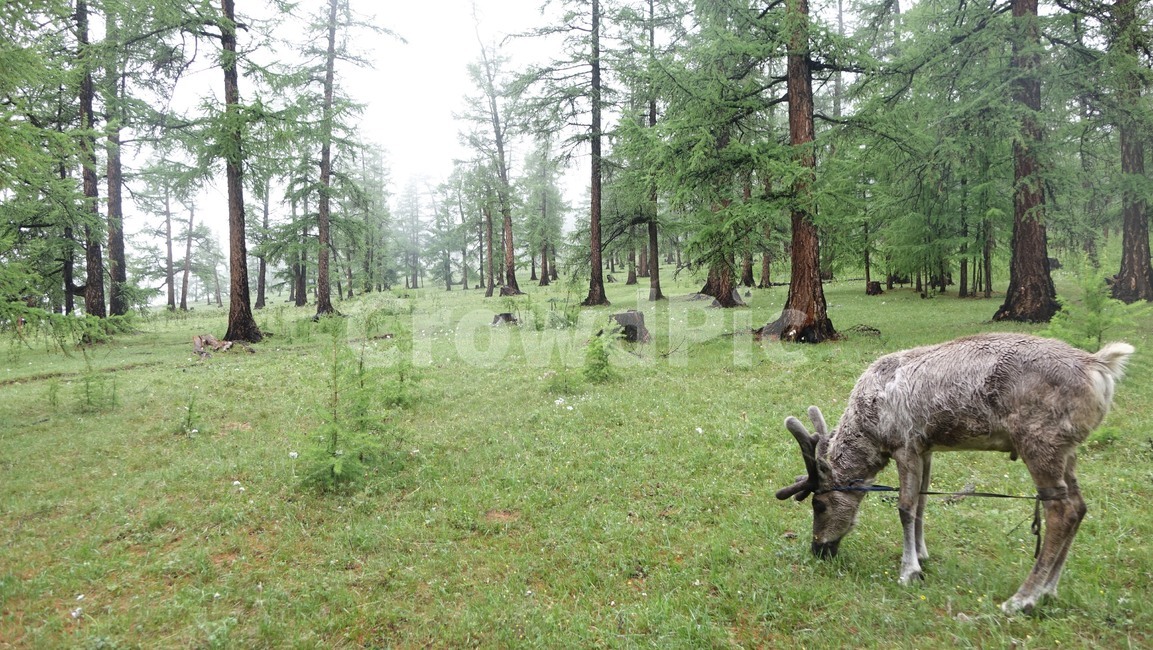 reindeer,forest,grass,숲,순록,animal,tree,나무,green,초록