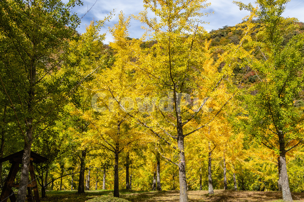 홍천은행나무숲,은행나무숲,은행나무,가을,노란은행나무,가을,계절,fall,autumn,season,tree,나무,plant,식물