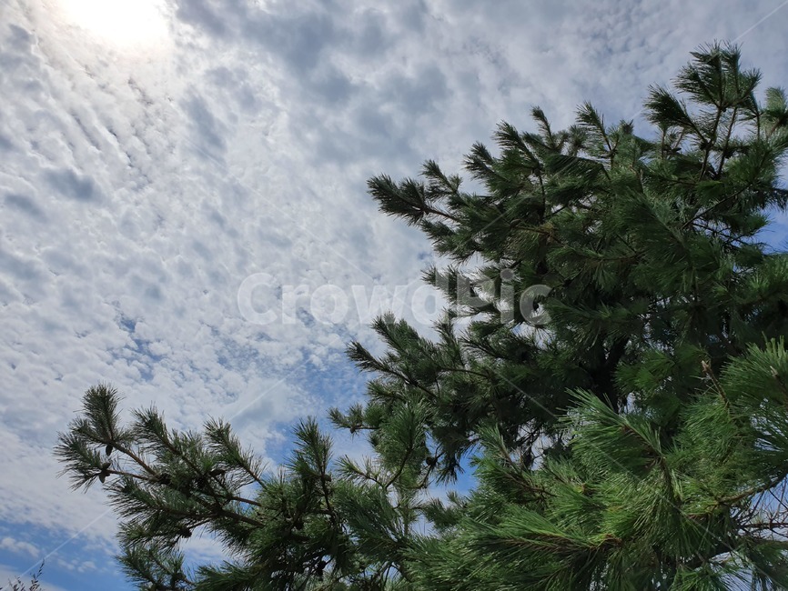 식물,tree,plant,나무,전나무,abies,하늘,구름,자연,파란색,초록색