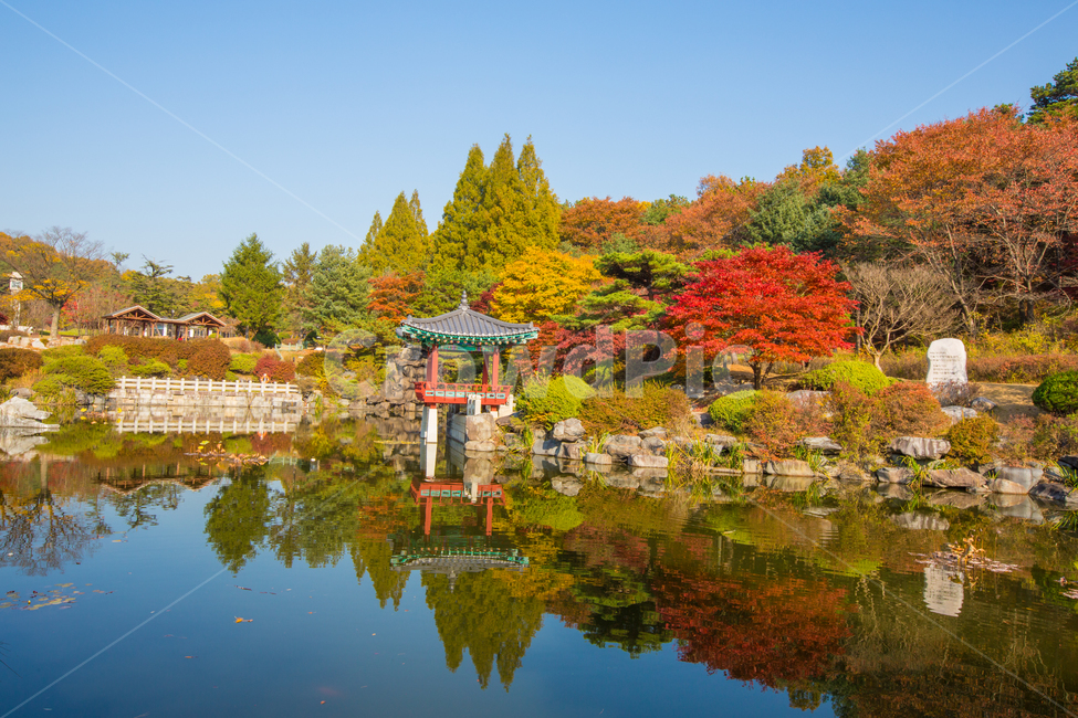 자연,풍경,가을,계절,추경,만추,호수,저수지,연못,현충원,대전,공원,전망대,물,반영,단풍나무,단풍,정원,정원수,산,노란,붉은,빨간