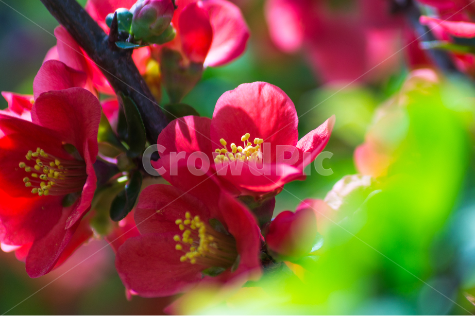 봄,빨간,꽃,spring,flower,red,식물,자연,plants,nature,꽃,flower