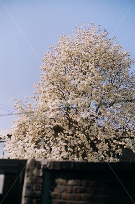 목련,나무,식물,꽃,봄,담벼락,담,봄,계절,spring,season,식물,자연,plants,nature,나무,trees,wood,감성,sensible,feeling,plant
