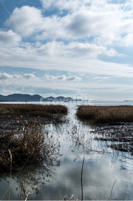 풍경,landscape,순천만,습지,marshyland