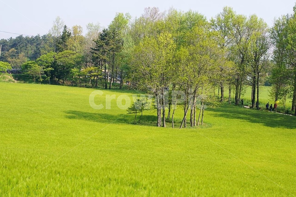 자연,식물,나무,초록색,감성,서정,trees,nature,green,그림자,하늘,sky,봄,spring,wood,계절,season,자연풍경,자연,풍경,nature,landscape,grass,잔디,plant,field,들,outdoors,옥외
