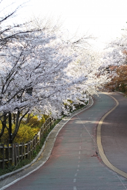 봄풍경,벚꽃길,남산길,샌책길,감성사진,식물,자연,봄,계절,spring,season,식물,자연,plants,nature,꽃,flower,plant