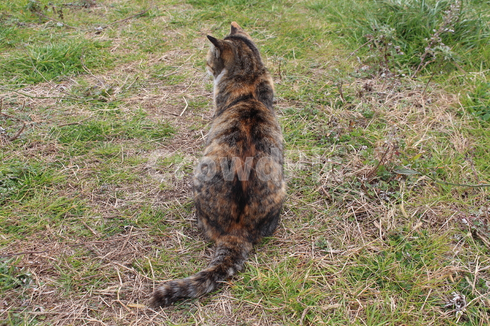 고양이섬,아이노시마,고양이,길냥이,cat,straycat,동물,동물,animal,포유류,mammal,고양이,cat,kitten,kitty