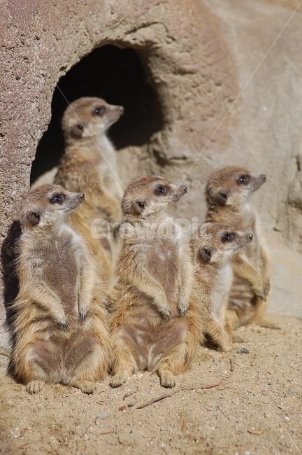 동물,animal,자연,nature,동물원,포유류,미어캣,동물,animal,포유류,mammal