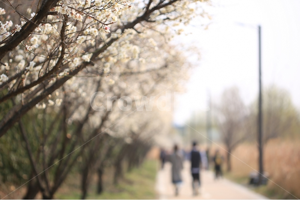 봄,꽃,벚꽃,길,산책,청계천,spring,flower,road,japaneseapicotflower,walk,봄,계절,spring,season,자연,풍경,nature,landscape,plant,식물