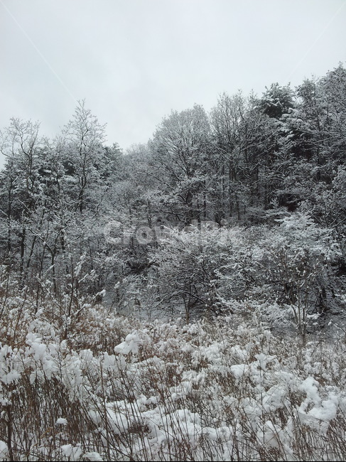 눈,눈꽃,겨울,나무,자연,풍경,겨울,계절,winter,season,자연,풍경,nature,landscape,tree,plant,식물,fir,전나무,outdoors,옥외