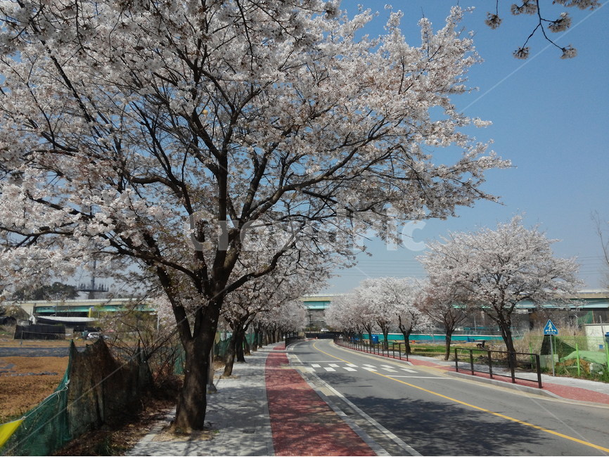 봄,벗꽃,도로,가로수,꽃,싱그러움,나무,봄,계절,spring,season,식물,자연,plants,nature,나무,trees,wood,plant,asphalt,아스팔트