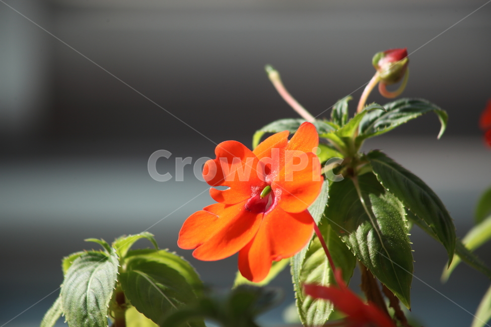 임파첸스,뉴기니아봉선화,꽃,식물,impatienswalleriana,식물,자연,plants,nature,꽃,flower