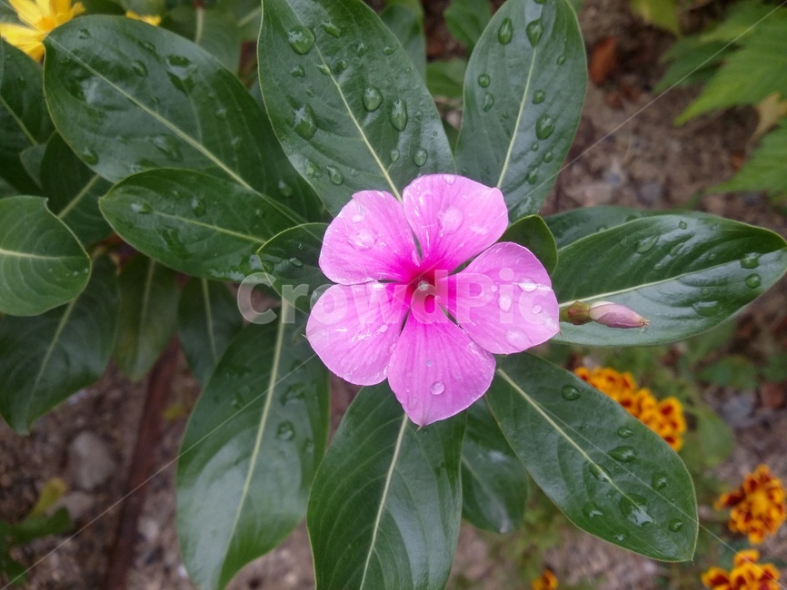 꽃,식물,flower,plant,leaf,잎,자연,식물,자연,plants,nature,꽃,flower