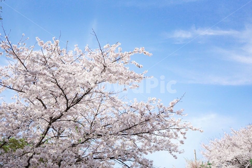 벚꽃,봄,꽃,풍경,자연,여유,산,나무,편안,축제,계절