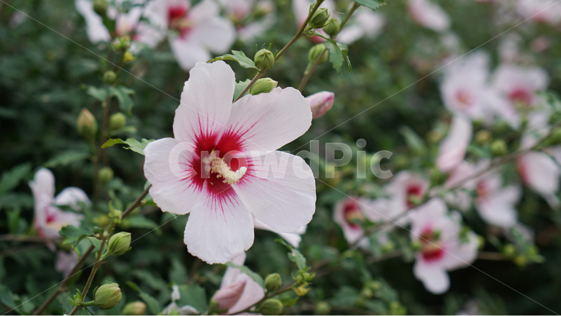 꽃,무궁화,대한민국,식물,자연,식물,자연,plants,nature,꽃,flower