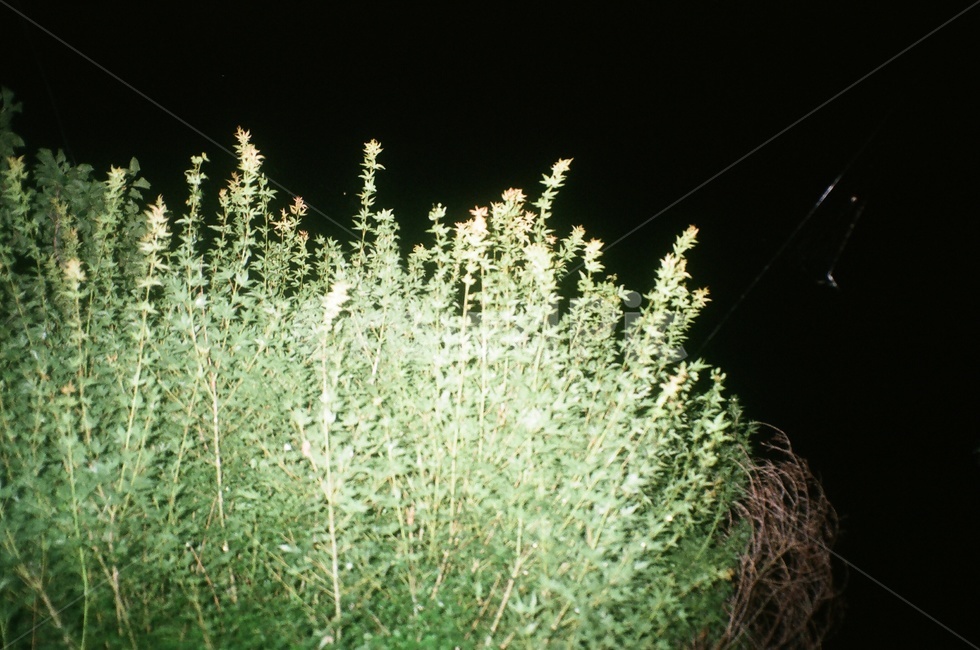 식물,밤,어두움,나무,자연,플래시,촬영,감성사진,고요,한조용한,night,plants,nature,식물,자연,plants,nature