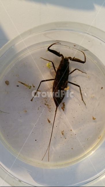 장구애비,논생물,논생태,장구애비숨관,수서곤충,동물,animal,곤충,벌레,insect,bug