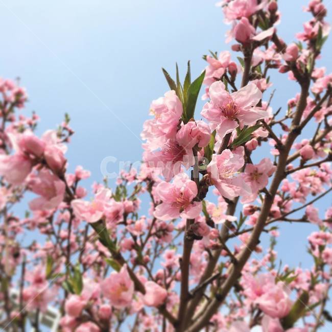 봄,꽃,철쭉,분홍,자연,식물,나무,풍경,봄,계절,spring,season,식물,자연,plants,nature,꽃,flower,plant,blossom