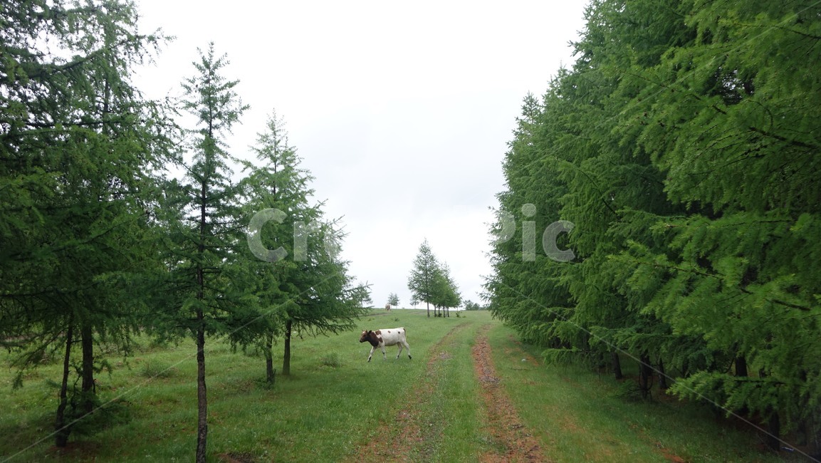 숲,forest,자연,풀밭,들판,nature,grass,field,green,초록,길,road,도로,소